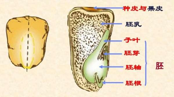 诞生之芽有什么用#种子胚芽的作用是什么