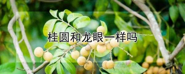 龙眼和桂圆是同一种水果吗#桂圆和龙眼是一种东西吗