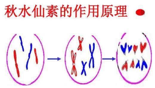 博德之门智力有什么用#博德之门属性最高多少