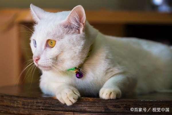 找神奇的图片#找猫的神奇方法