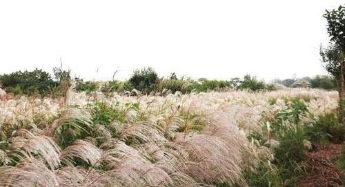 荻花宫前山柱子顺序图#荻花宫前山神秘的卷轴