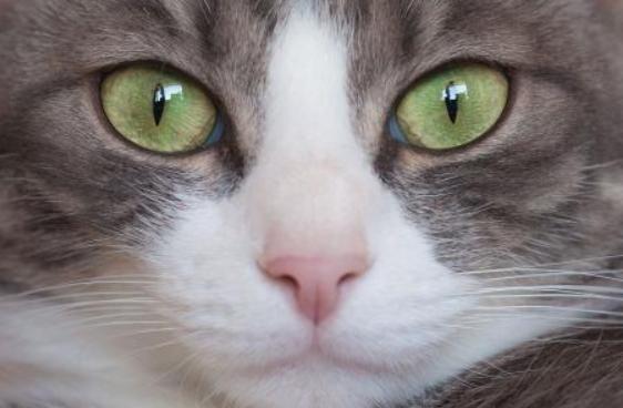 什么动物的瞳孔是长方形#人类5种罕见的瞳孔