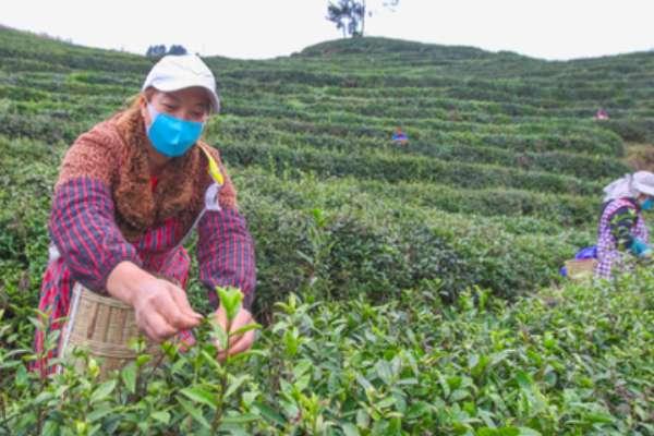 赶茶场是以什么为中心#茶场和茶厂的区别