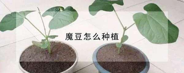 魔豆怎么种植方法图解#魔豆怎么种植哪头朝下