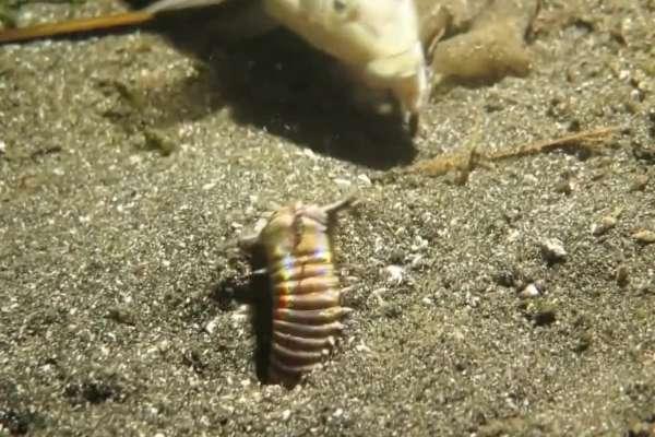 死亡蠕虫真实存在吗#蒙古死亡蠕虫灭绝了吗