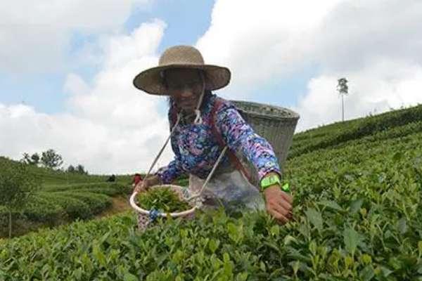 赶茶场是以什么为中心#茶场和茶厂的区别