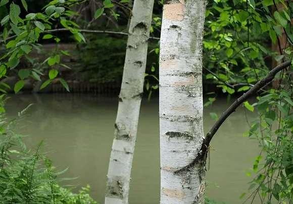 桦木被誉为木本植物里的活化石