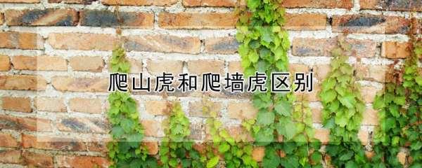 吃肉的植物爬山虎#爬山虎吃什么