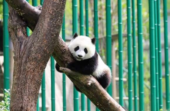 外表呆萌内心凶猛的动物#呆萌的动物有哪些