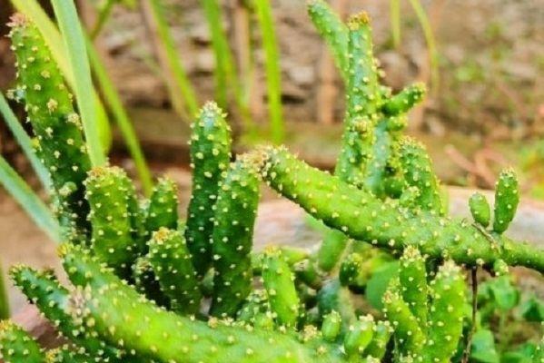 征服沙漠的先锋植物#什么植物能在沙漠中生长