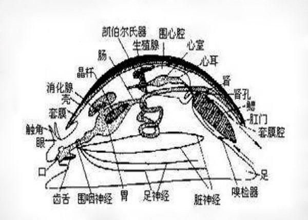 金苹果群岛海螺位置16个#海螺内脏构造图