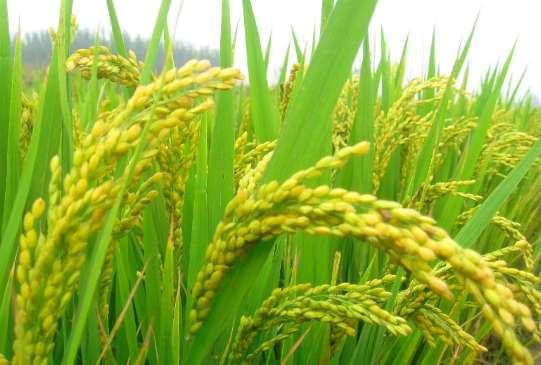 高德地图上的水稻是什么意思#水稻是大米吗