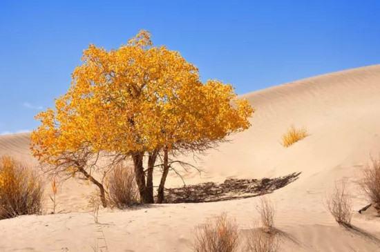 沙漠中会流泪的树#沙漠里面的树