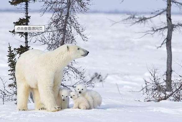 北极熊的皮肤是什么颜色#北极熊的毛是透明的吗