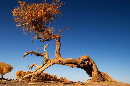 沙漠中会流泪的树#沙漠里面的树
