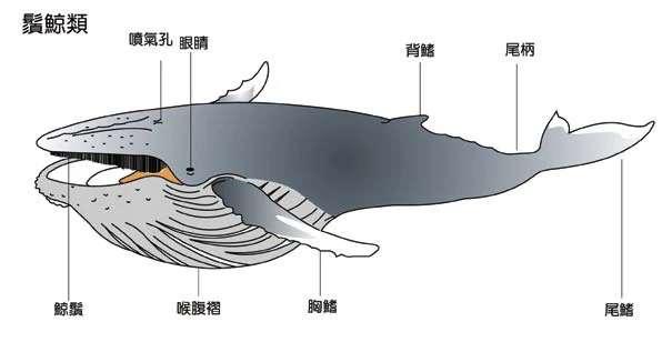 大鱼吃小鱼进化版#大鱼吃小鱼海底霸王