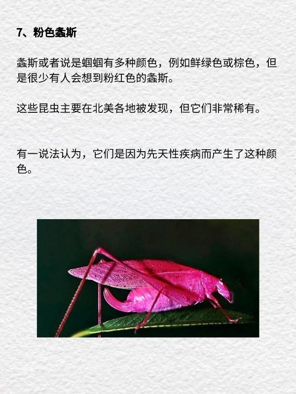 奇异岛上的动物作文#世界上最奇异的动物是什么