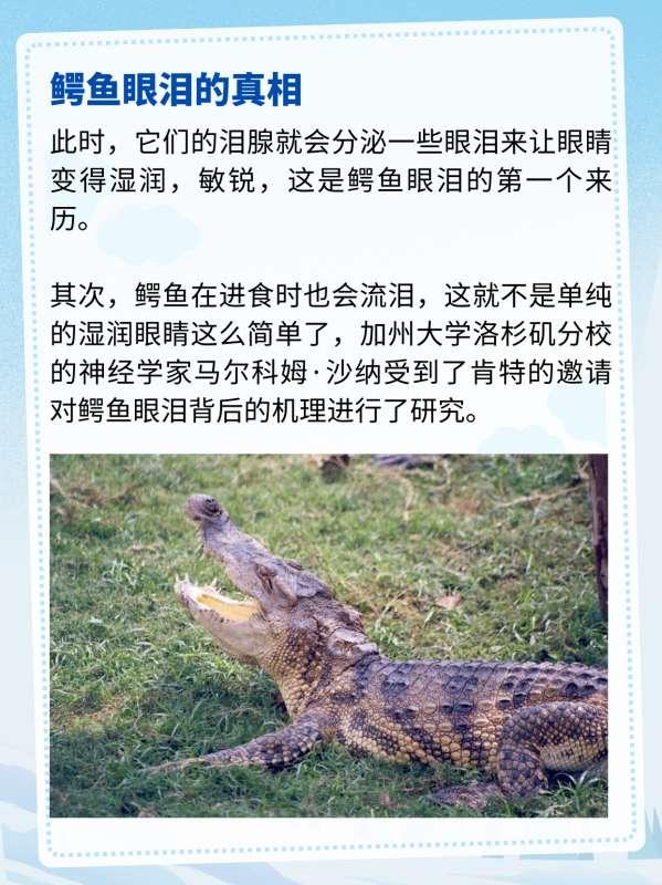 为什么鳄鱼在吃猎物的时候会流泪