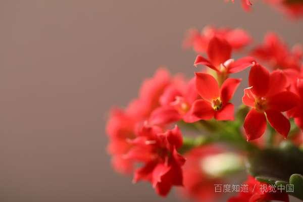 狐尾花怎么养才能开花#长寿花开花妙招