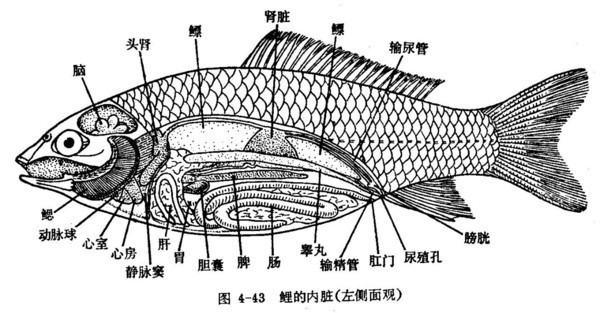 可口鱼群分布图#鱼类水中分布图